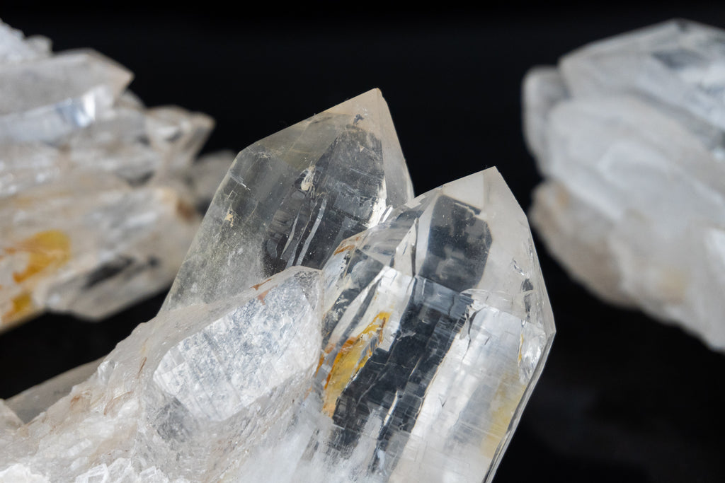 Lemurian Seed