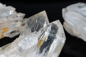 Lemurian Seed